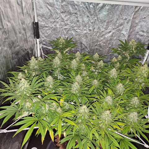 Fruit spirit growlog timeline photo