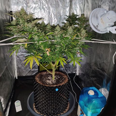 Fruit spirit growlog timeline photo