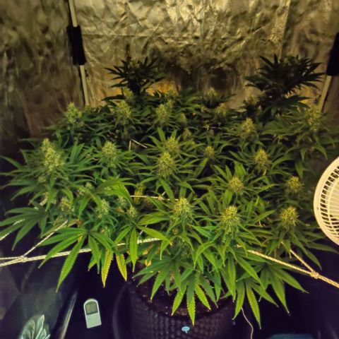 Fruit spirit growlog timeline photo