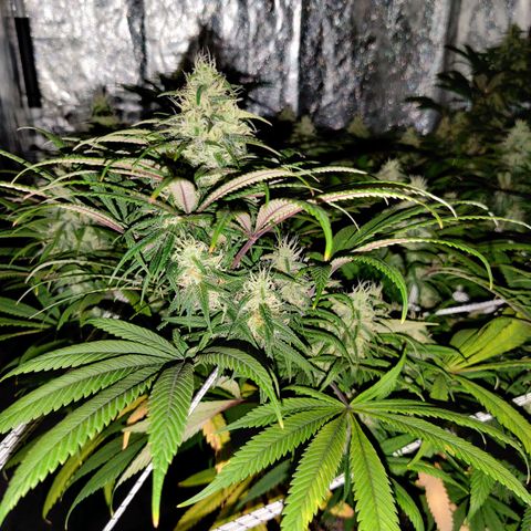 Fruit spirit growlog timeline photo