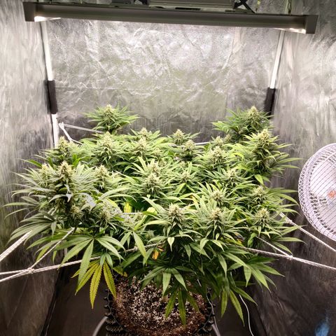 Fruit spirit growlog timeline photo