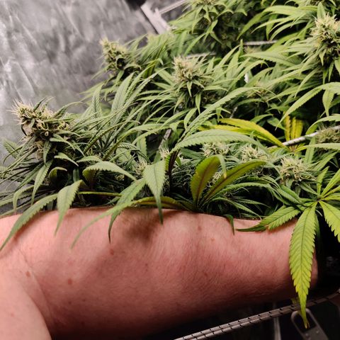 Fruit spirit growlog timeline photo