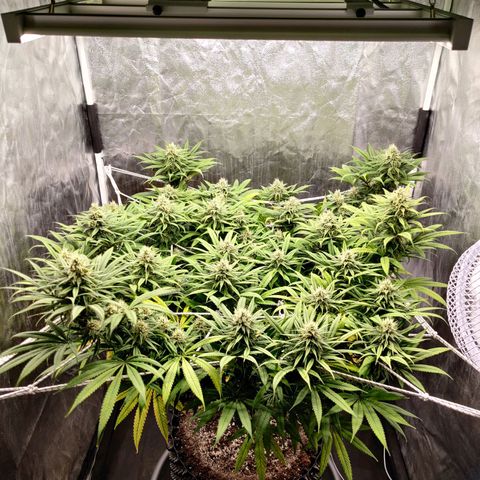 Fruit spirit growlog timeline photo