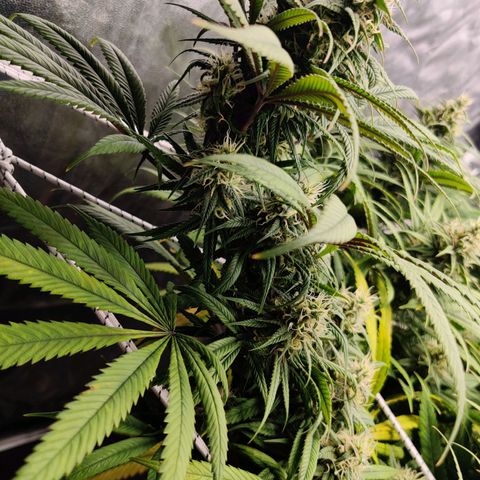 Fruit spirit growlog timeline photo