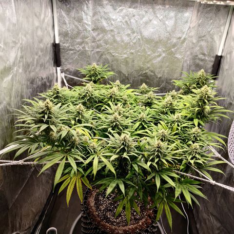 Fruit spirit growlog timeline photo