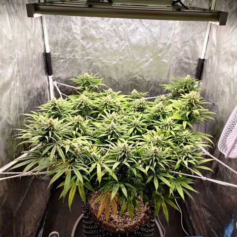 Fruit spirit growlog timeline photo