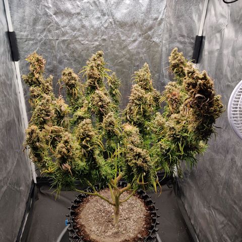 Fruit spirit growlog timeline photo