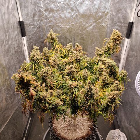 Fruit spirit growlog timeline photo