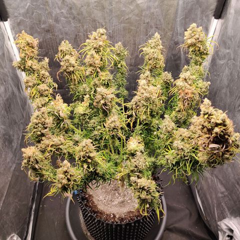 Fruit spirit growlog timeline photo