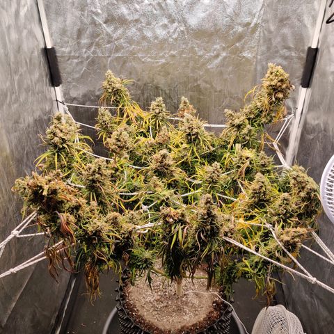 Fruit spirit growlog timeline photo