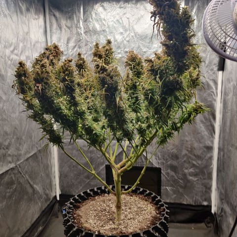 Fruit spirit growlog timeline photo