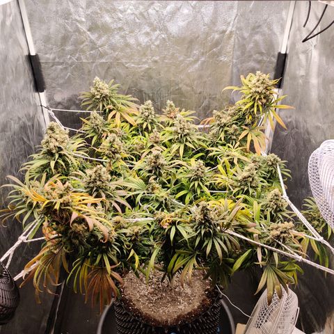 Fruit spirit growlog timeline photo