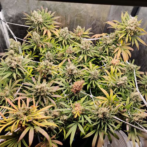 Fruit spirit growlog timeline photo
