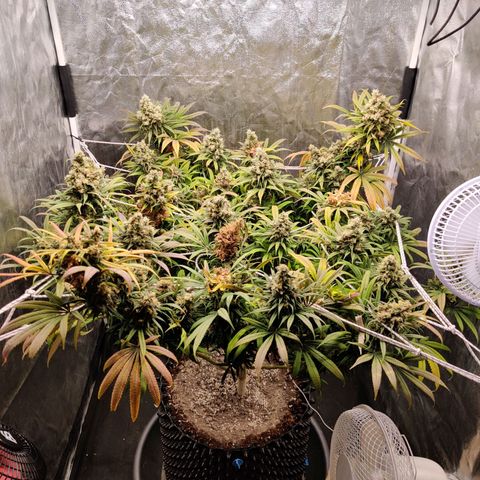Fruit spirit growlog timeline photo