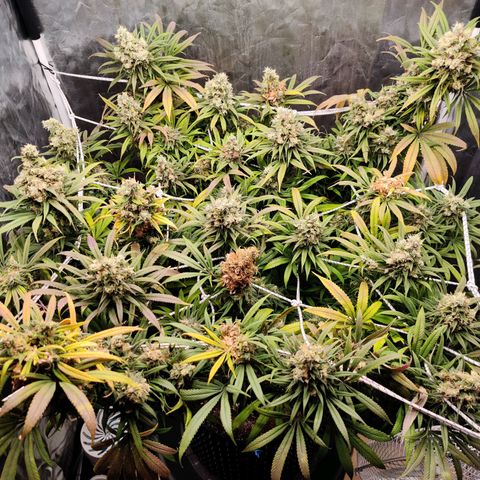 Fruit spirit growlog timeline photo