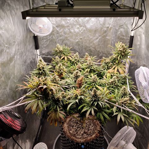 Fruit spirit growlog timeline photo
