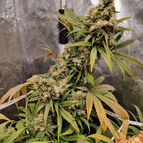 Fruit spirit growlog timeline photo