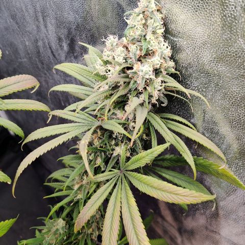 Fruit spirit growlog timeline photo