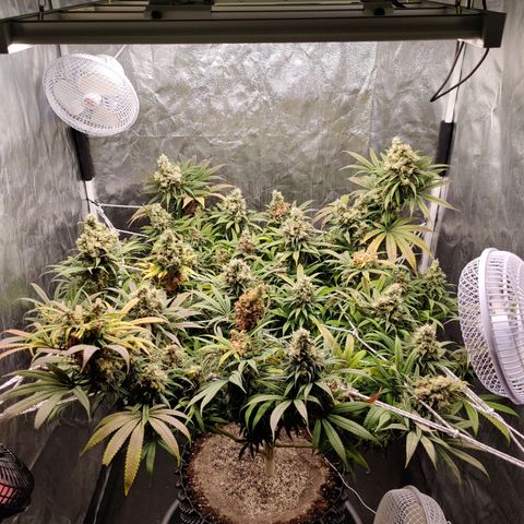 Fruit spirit growlog timeline photo