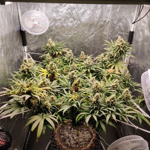 Fruit spirit growlog timeline photo