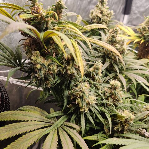 Fruit spirit growlog timeline photo