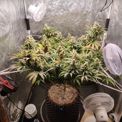 Fruit spirit growlog timeline photo