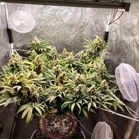 Fruit spirit growlog timeline photo