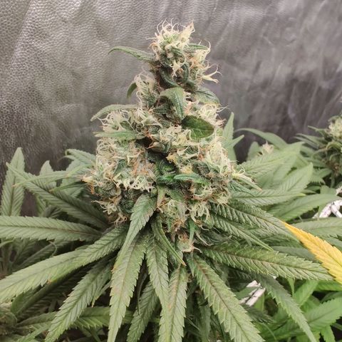 Fruit spirit growlog timeline photo