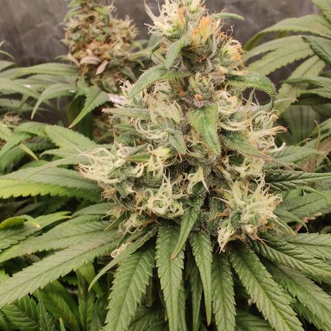 Fruit spirit growlog timeline photo