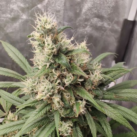 Fruit spirit growlog timeline photo