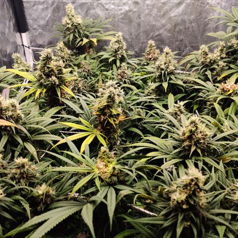 Fruit spirit growlog timeline photo