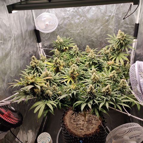 Fruit spirit growlog timeline photo