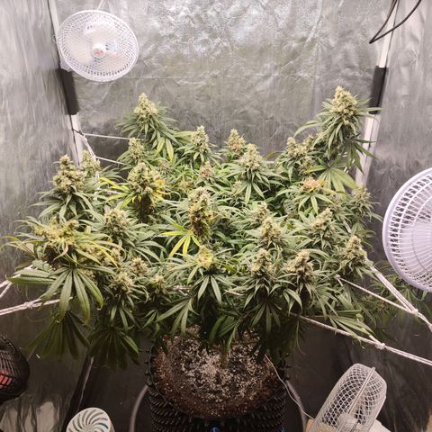 Fruit spirit growlog timeline photo