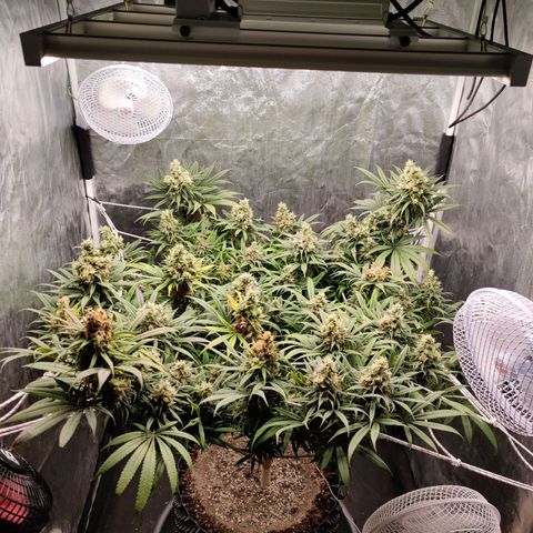 Fruit spirit growlog timeline photo