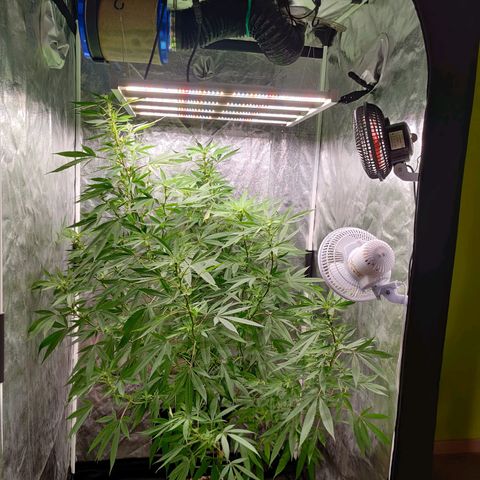 Fruit Spirit growlog timeline photo