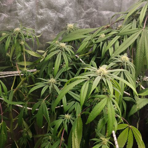 Fruit Spirit growlog timeline photo