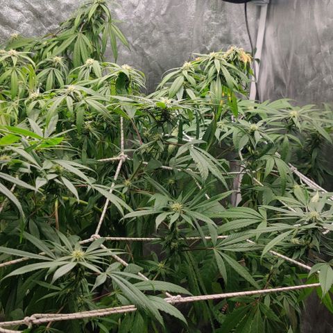 Fruit Spirit growlog timeline photo