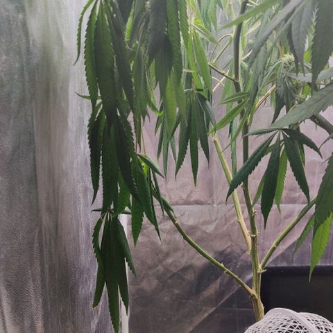 Fruit Spirit growlog timeline photo