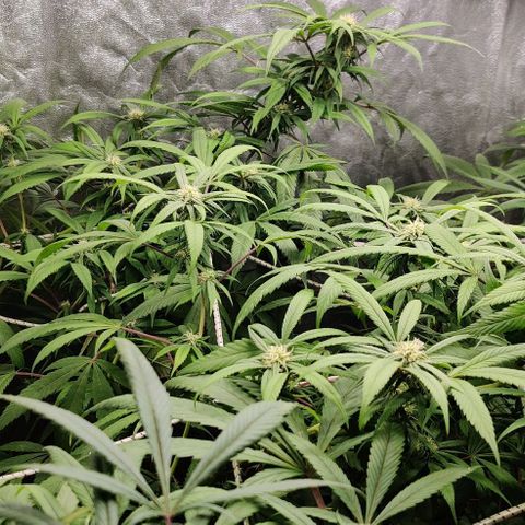 Fruit Spirit growlog timeline photo