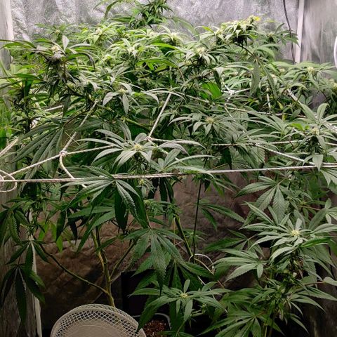 Fruit Spirit growlog timeline photo