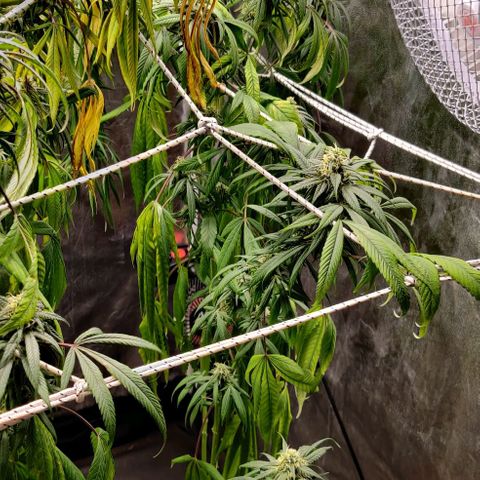 Fruit Spirit growlog timeline photo