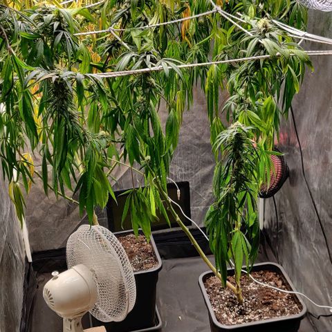 Fruit Spirit growlog timeline photo