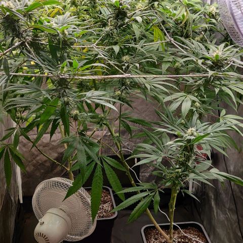 Fruit Spirit growlog timeline photo