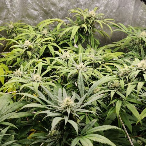 Fruit Spirit growlog timeline photo