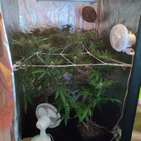 Fruit Spirit growlog timeline photo
