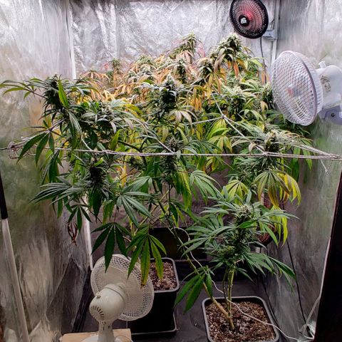 Fruit Spirit growlog timeline photo