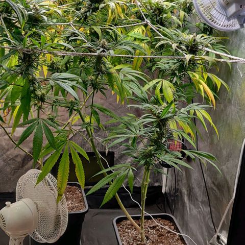 Fruit Spirit growlog timeline photo