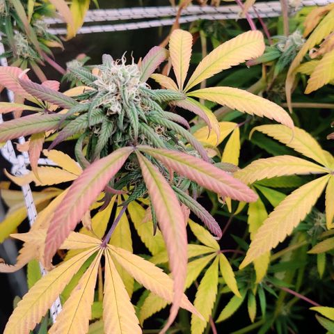 Fruit Spirit growlog timeline photo
