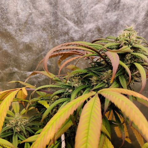 Fruit Spirit growlog timeline photo