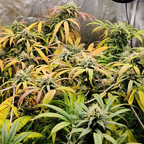 Fruit Spirit growlog timeline photo
